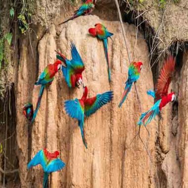 CONOCE PERU 25 Cp-amazonasT1